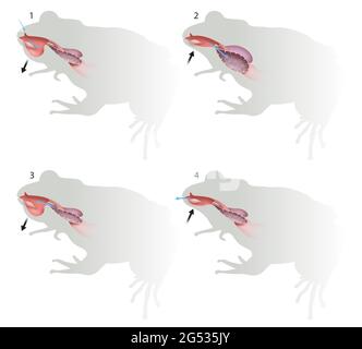 Atemsystem und Funktion des Frosches Stockfoto