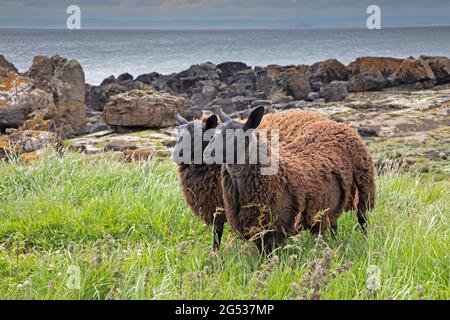 Fife Coastal Path, Schottland, Großbritannien. Juni 2021. Markante Balwen Welsh Mountain Schafe grasen entlang der Ufer des Firth of Forth auf dem Fife Küstenweg. Stockfoto