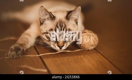 Ein süßes Thai-Kätzchen aus dem häuslichen Tabby liegt zu Hause auf dem Holzboden und spielt mit einem Wollseil. Ein Haustier und Spielzeug. Stockfoto