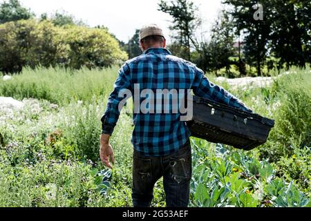 Rückansicht des Farmers mit schwarz-blauem kariertem Hemd und schwarzer Plastikkiste. Stockfoto