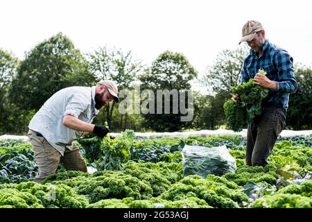 Zwei Bauern stehen auf einem Feld und pflücken den lockigen Grünkohl. Stockfoto