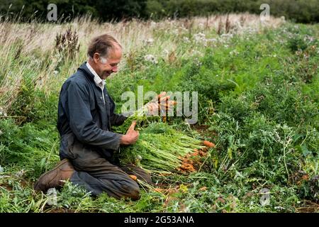 Bauer kniet auf einem Feld und hält einen Haufen frisch gepflückter Karotten. Stockfoto