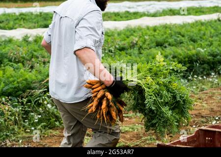 Landwirt, der auf einem Feld steht und frisch gepflückte Karotten hält. Stockfoto