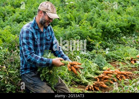 Bauer kniet auf einem Feld und hält einen Haufen frisch gepflückter Karotten. Stockfoto