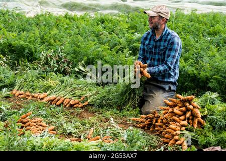 Bauer kniet auf einem Feld und hält einen Haufen frisch gepflückter Karotten. Stockfoto