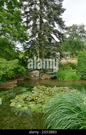 Kleiner Teich, RHS Harlow Carr Gardens, Harrogate, North Yorkshire Stockfoto