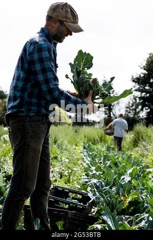 Bauer steht auf einem Feld und hält frisch gepflückten Blumenkohl von Romanesco. Stockfoto