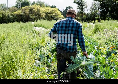 Rückansicht des Farmers mit schwarz-blauem kariertem Hemd, der durch ein Feld läuft. Stockfoto