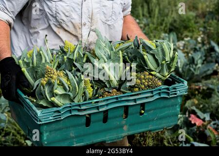 Nahaufnahme eines Bauern, der auf einem Feld steht und eine Kiste mit frisch gepflückten Blumenkohl von Romanesco hält. Stockfoto