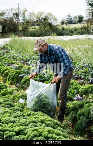 Bauer steht auf einem Feld und pflückt den lockigen Grünkohl. Stockfoto