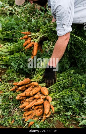 Bauer kniet auf einem Feld und hält einen Haufen frisch gepflückter Karotten. Stockfoto