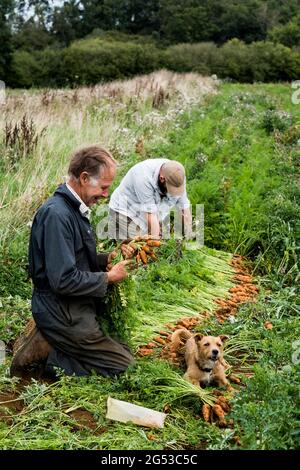 Zwei Bauern knieten auf einem Feld und hielten frisch gepflückte Karotten in der Hand. Stockfoto