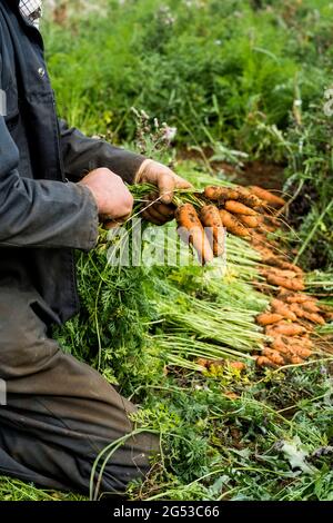 Bauer kniet auf einem Feld und hält einen Haufen frisch gepflückter Karotten. Stockfoto