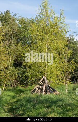 Kleine junge, raue Gartenwälder mit Bäumen, langem Gras, Tierspuren und einem Holzstapel Unterschlupf für Säugetiere und Wirbellose, Bergland, April Stockfoto