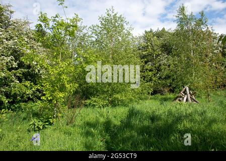 Kleine junge raue Gartenwälder mit Bäumen im Frühjahr, langes Gras, Bluebells und ein Holzstapel Schutz für Säugetiere und wirbellose Tiere, berkshire, Mai Stockfoto
