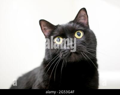 Eine großäugige schwarze Kurzhaarkatze mit gelben Augen und erweiterten Pupillen Stockfoto