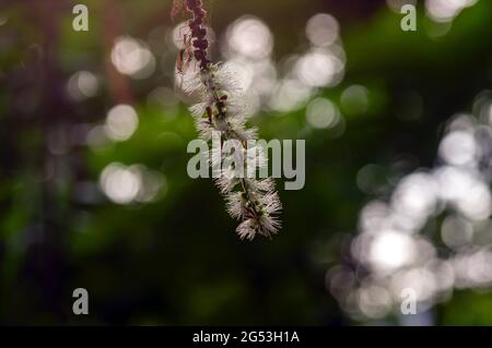 Melaleuca cajuputi blüht im flachen Fokus, mit verschwommenem Bokeh Hintergrund Stockfoto