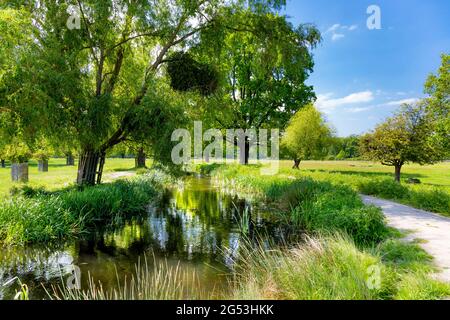 Bäume und Wasser im Bushy Park, East Molesay, London, Großbritannien Stockfoto