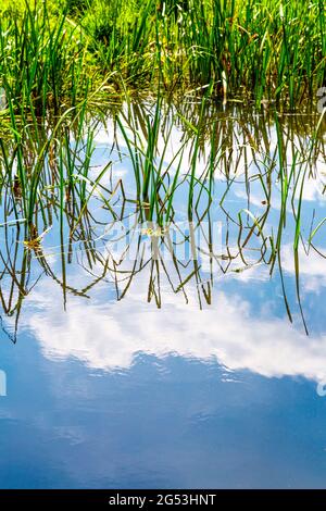 Spiegelung von Gras im Wasser im Bushy Park, East Molesay, London, Großbritannien Stockfoto