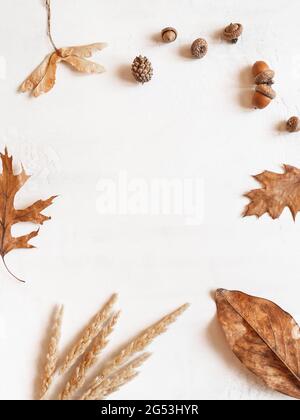 Rahmen aus verschiedenen Herbstblättern und Eicheln und anderen Teilen der Bäume auf weißem Hintergrund. Draufsicht. Kopierbereich. Minimale Herbstzusammensetzung Stockfoto