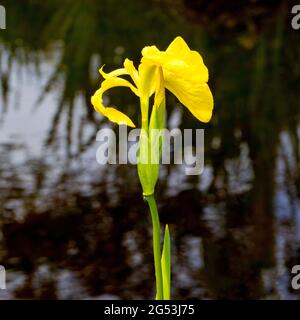 Flag Iris, Iris pseudacorus, wächst am Fluss auf der Isle of Eigg, Inner Hebrides, Schottland Stockfoto