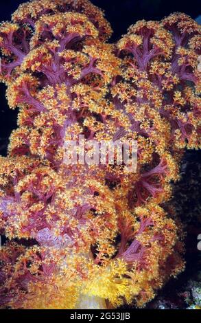 Orange weiche Korallen, Polypen erweitert, Bunaken Manado Tua National Park, Sulawesi, Indonesien Stockfoto