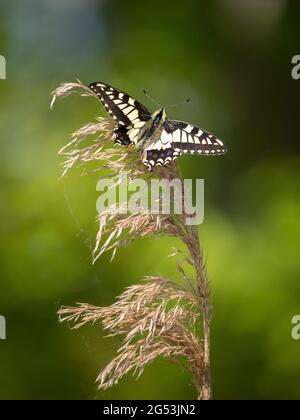 Der neu aufgetauchte Schwalbenschwanzschmetterling Papilio machaon Britannicus auf dem Jungfernflug bei Hickling Broad in Norfolk UK Stockfoto