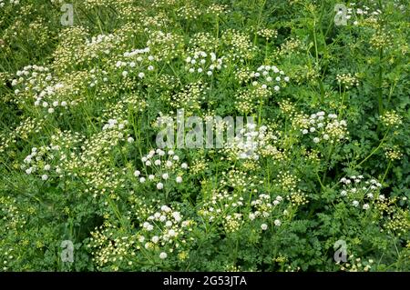 Hemlock Water Dropwort Oenanthe crocata besiedelt eine nasse Bachbank in Pembrokeshire South Wales UK - eine attraktive, aber hochgiftige Pflanze Stockfoto