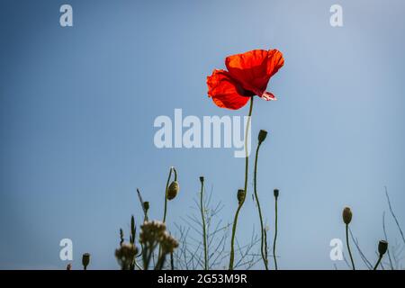 Schöner Mohn mit den roten zerbrechlichen Blütenblättern, Foto aufgenommen in Froschposition, Provinz Overijssel, Niederlande Stockfoto
