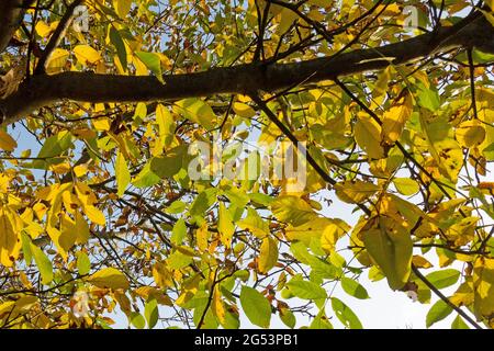 Walnussbaum, Juglans regia, im Herbst Stockfoto