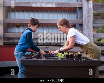 Australien, Melbourne, Frau und Junge (10-11) arbeiten im Gemeinschaftsgarten Stockfoto