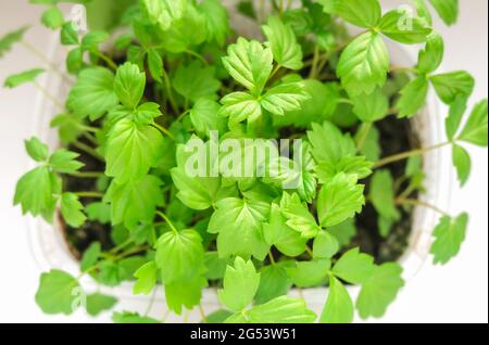 Kleine Blätter des Grüns für den Salat. Eine Mikropflanze, die in einem Container wächst. Selleriesämlinge, Draufsicht. Das Konzept der gesunden Ernährung. Hochwertige Fotos Stockfoto