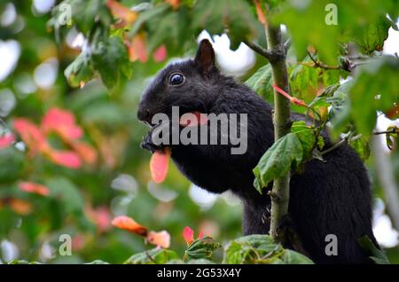 Nahaufnahme eines schwarzen Eichhörnchens im Park Stockfoto