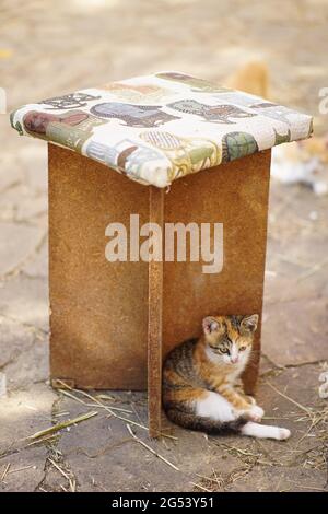 Lustiges dreifarbiges Kätzchen sitzt unter einem Hocker im Garten. Stockfoto