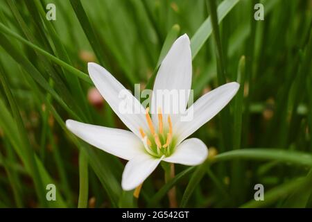 Regenlilie Blume in weißer Farbe auch als Zaphyranthes carinata bekannt. Indische blühende Pflanzen Stockfoto