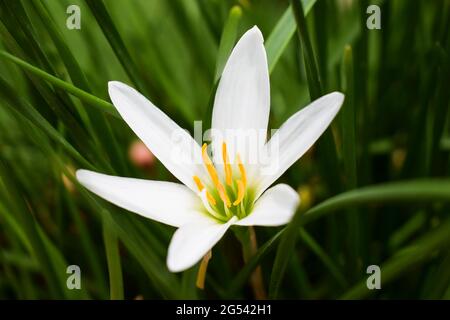 Regenlilie Blume in weißer Farbe auch als Zaphyranthes carinata bekannt. Indische blühende Pflanzen Stockfoto