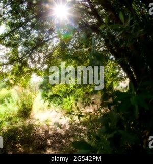 Üppige Vegetation in einem verlassenen Garten, Vaulx-en-Velin, Frankreich Stockfoto