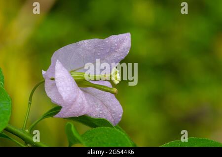 Bougainvillea Pistill in flachem Fokus, ist eine Kletterpflanze, die dünne, rosa, rote oder lila Blüten hat Stockfoto