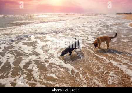 Hunde am Strand. Zwei heimatlose Monglervögel gehen am Strand entlang und trinken Meerwasser Stockfoto