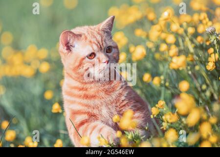 Kleines Ingwer-Kätzchen auf dem Blumenrasen. Katze genießt den Frühling Stockfoto