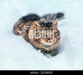 Katze im Freien im Winter. Sibirische graue Katze, die im Winter im tiefen Schnee läuft Stockfoto