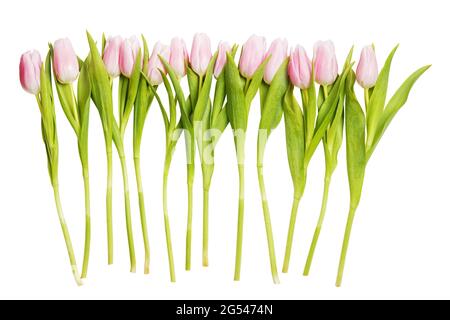Reihe von zarten rosa Tulpen. Isoliert auf Weiß. Stockfoto