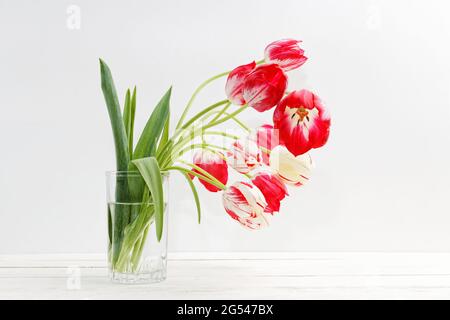 Zweifarbige rote und weiße Tulpen in einer Glasvase mit Wasser auf weißem Holztisch an weißer Wand Stockfoto