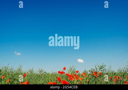 Rote Mohnblumen im grünen Feld auf dem Hintergrund des blauen Himmels, eine kleine Wolke am Himmel. Stockfoto