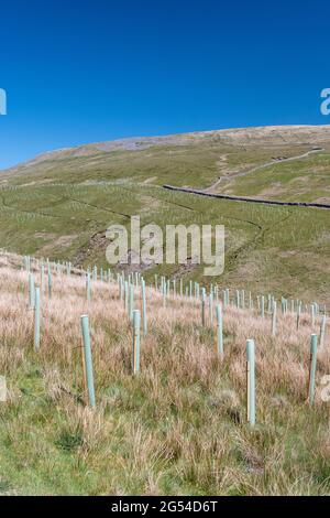 Bäume, die im Rahmen eines staatlichen Programms auf Mooren gepflanzt wurden, um Überschwemmungen zu reduzieren und Kohlenstoff zu speichern. North Yorkshire, Großbritannien. Stockfoto