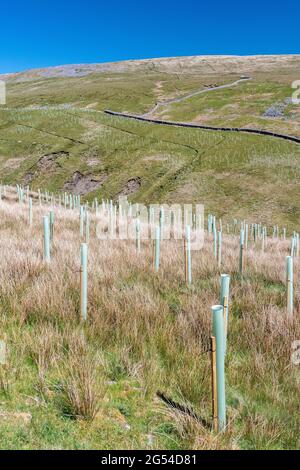 Bäume, die im Rahmen eines staatlichen Programms auf Mooren gepflanzt wurden, um Überschwemmungen zu reduzieren und Kohlenstoff zu speichern. North Yorkshire, Großbritannien. Stockfoto