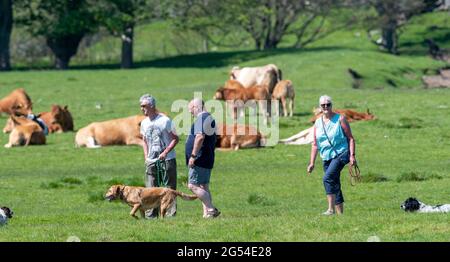 Menschen mit Hunden, die in der Nähe einer Herde von Kühen und Kälbern auf dem Land in der Nähe von Hawes, North Yorkshire, Großbritannien, wandern. Stockfoto