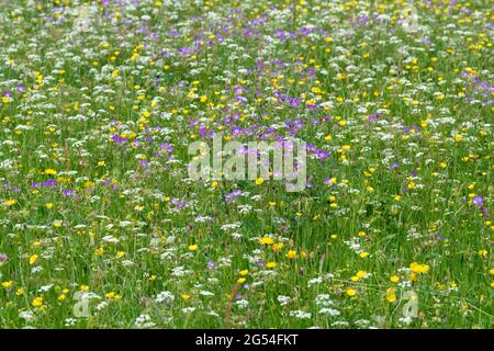 Wildblumenwiesen in Swaledale, voller Farben und verschiedener Pflanzen. North Yorkshire, Großbritannien. Stockfoto