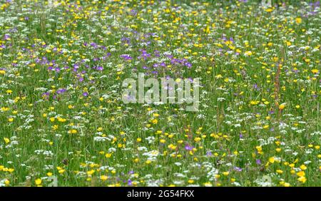 Wildblumenwiesen in Swaledale, voller Farben und verschiedener Pflanzen. North Yorkshire, Großbritannien. Stockfoto