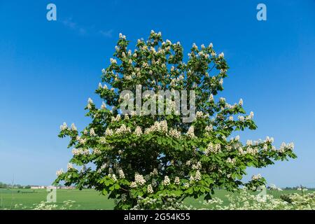 Rosskastanienbaum in Blüte Cherry Willingham Lincoln Stockfoto